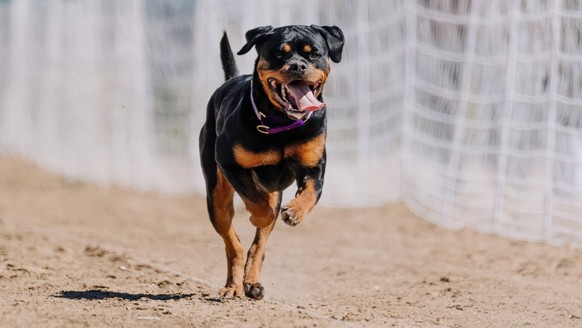 Purebred Black and Tan Rottweiler Running Lure Course Sprint Dog Sport Aurora, Colorado, United States R_DMQG241018E0B8-1562258-01