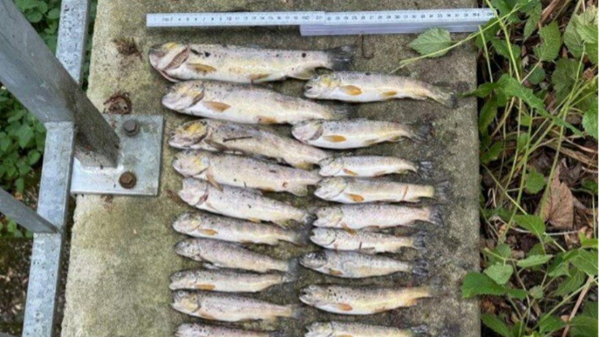 Beh-rden-r-tseln-um-Fischsterben-in-Grub-AR