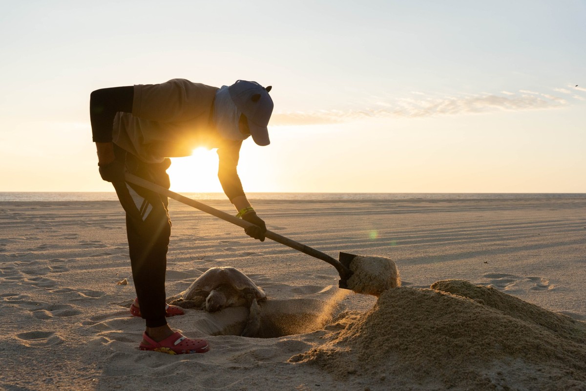 On El Suspiro Beach, conservationist Israel Oblea protects eggs laid by an olive ridley sea turtle. The exhausted turtle has begun nesting too close to the water without digging a deep enough nest to  ...