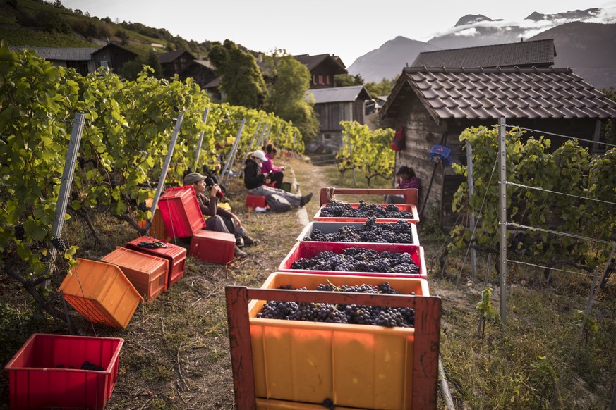 Grape pickers take a break next to crates loaded with Pinot Noir in a vineyard near Flanthey - Lens, above the town of Sierre in the canton of Valais, Switzerland, Saturday, September 22, 2018. Winema ...