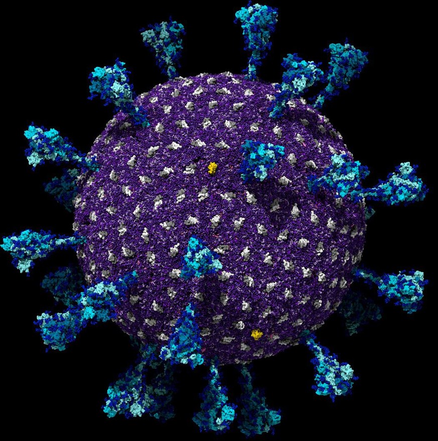 A model of a coronavirus with 300 million atoms shows the viral membrane (violett) dotted with additional viral proteins (weiss) and protruding spike proteins (cyan/blau).
