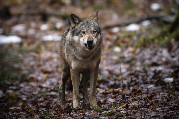 Ein Wolf im Wildnispark Langenberg, aufgenommen am Freitag, 8. Dezember 2023 in Langnau am Albis.Die Woelfe im Wildnispark Zuerich Langenberg stammen urspruenglich von Wildfaengen in den Karpaten ab u ...