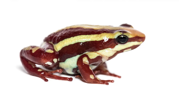 Der Anthony-Pfeilgiftfrosch (Epipedobates anthony) produziert in freier Wildbahn das Gift Epibatidin.