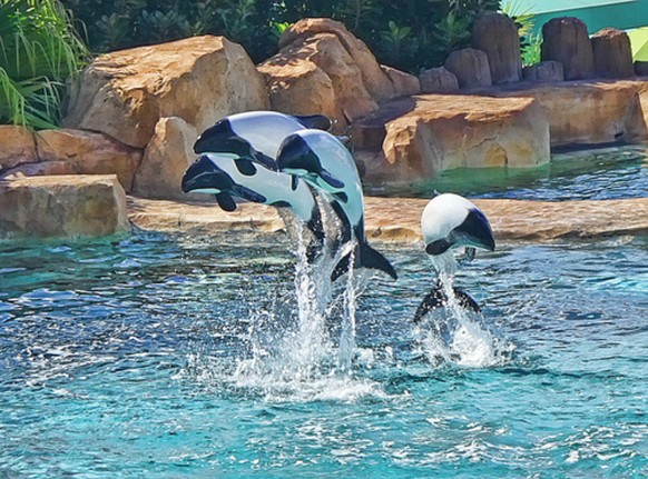 Commersen-Delfin
https://commons.wikimedia.org/wiki/File:Dauphins_de_Commerson.jpg