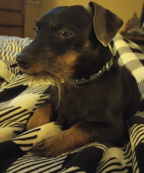 cute news animal dog https://www.reddit.com/r/Eyebleach/comments/16l9h4n/taco_contemplating_the_mysteries_of_doghood/