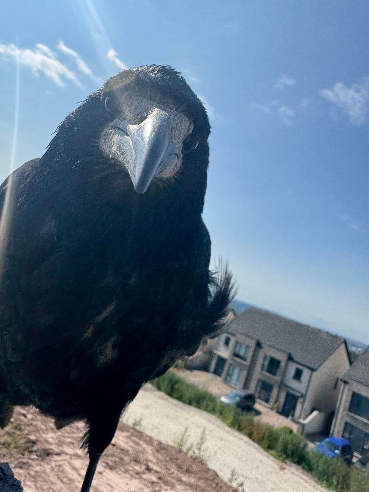 cute news tier vogel

https://www.reddit.com/r/crows/comments/1vuq7us/frankie_my_rookbro/