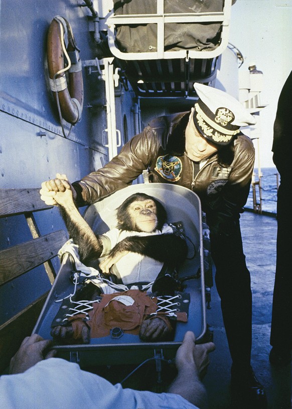 Shepards eigentlicher Vorgänger: Der Schimpanse Ham nach seinem erfolgreichen Suborbitalflug, 1961. Vor ihm waren bereits Fruchtfliegen (1947) und der Rhesusaffe Albert II. (1949) mit V2 Raketen im Al ...