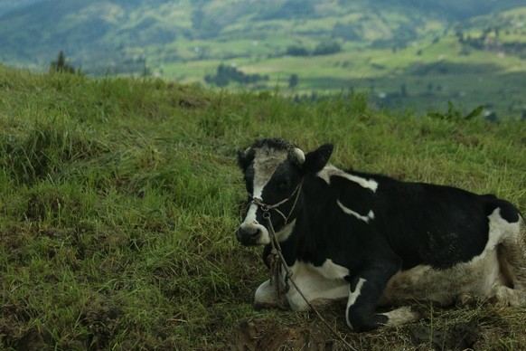 V wie Vaca Suiza: Nein, dieses Foto habe ich nicht im Toggenburg geschossen, sondern in der Nähe von Cuenca, Ecuador.