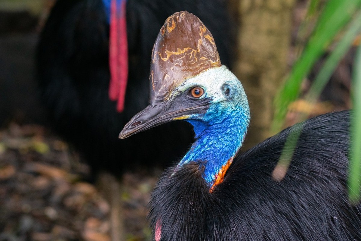 Helmkasuar (Casuarius casuarius)