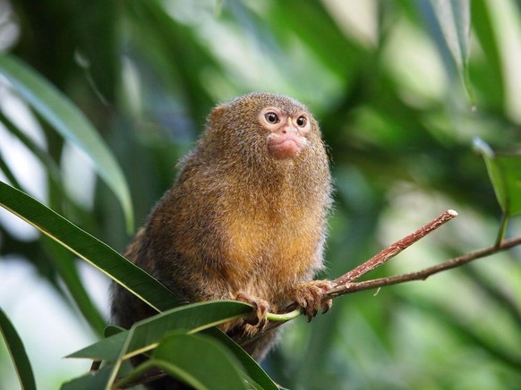 Cebuella pygmaea Zwergseidenäffchen