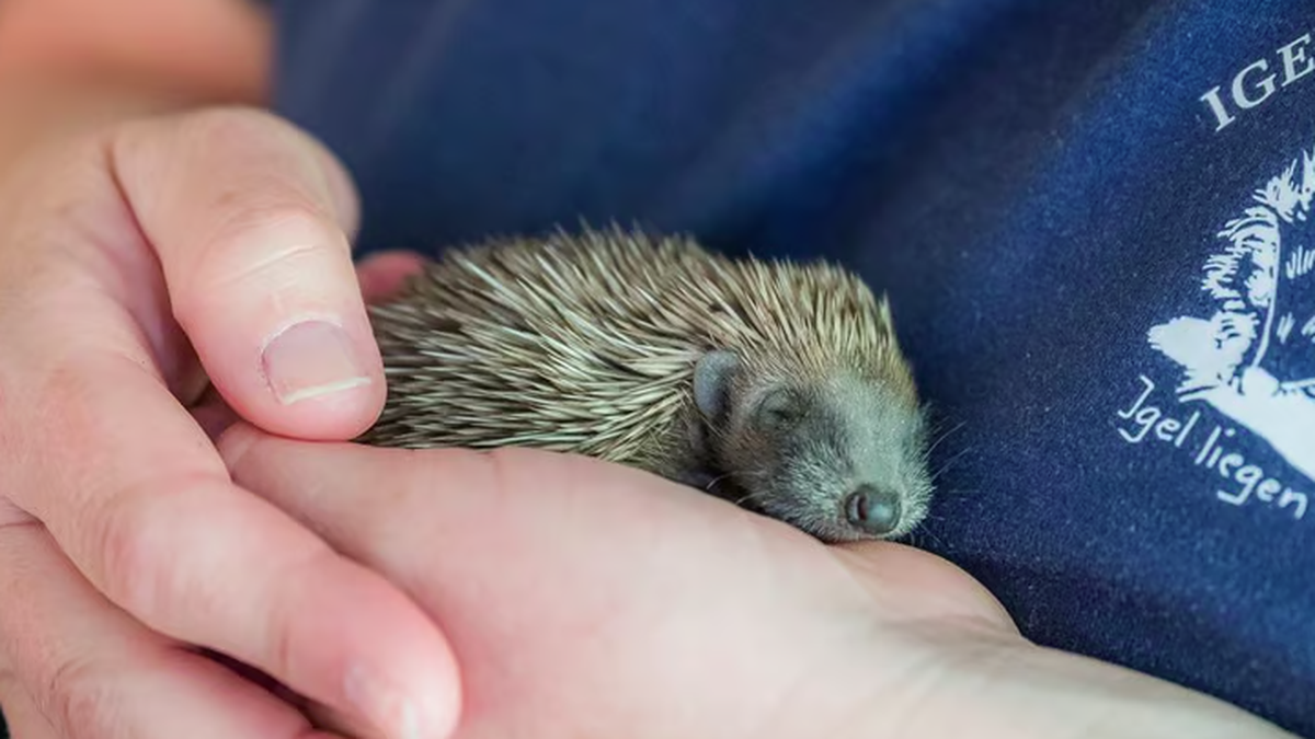 Igel-in-Not-Igelmamas-finden-kein-Futter-mehr-und-verlassen-die-Kleinen