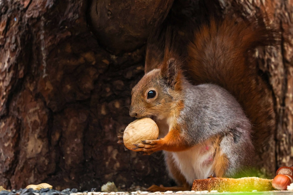 Russia: Alyoshkinsky Forest Park in Moscow in spring RUSSIA, MOSCOW - APRIL 21, 2024: A squirrel is seen in Alyoshkinsky Forest Park in spring. Maxim Grigoryev/TASS/Sipa USA Moscow Russia NOxUSExINxGE ...