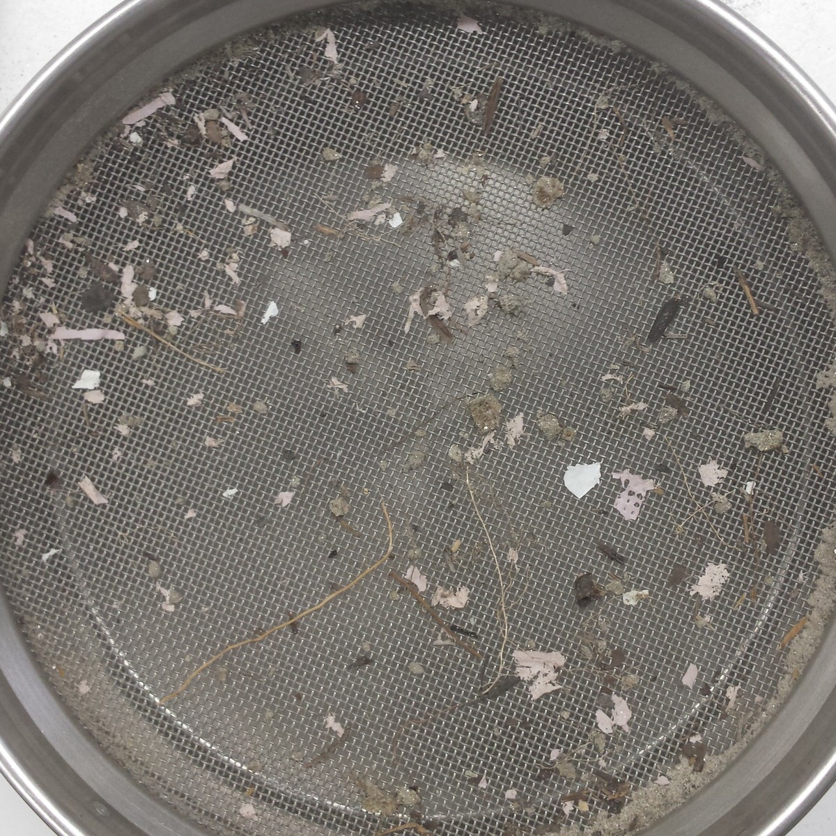 Grosser Mikroplastik (1-5mm), Mineralpartikel und Pflanzenreste aus einem Auenboden an der Maggia (TI). © Geographisches Institut der Universität Bern