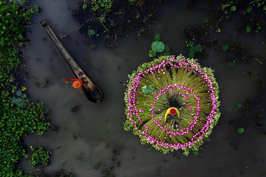 Waterlily Harvesting