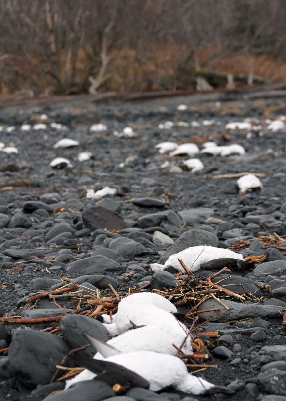 In this Thursday, Jan. 7, 2016 photo, dead common murres lie on a rocky beach in Whittier, Alaska. Federal scientists in Alaska are looking for the cause of a massive die-off of one of the Arctic' ...