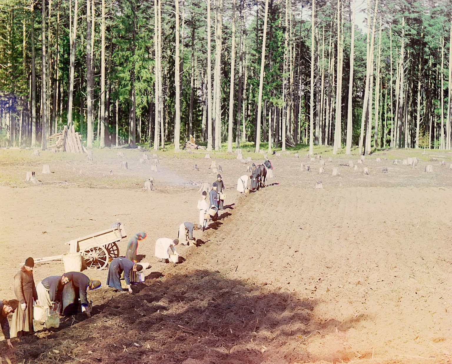 Kartoffelanbau, ca. 1910, Russisches Kaiserreich
https://de.wikipedia.org/wiki/Kartoffel#/media/Datei:Prokudin-Gorskii-39.jpg