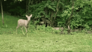 Animiertes GIF