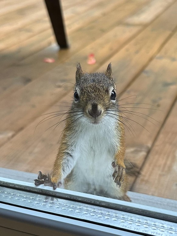 cute news tier eichhörnchen

https://www.reddit.com/r/squirrels/comments/1ewstwo/bradley_says_hi/