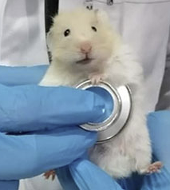 Cute News beim Tierarzt