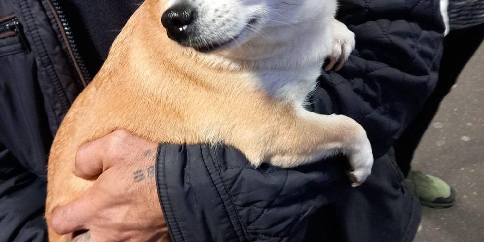 Ein fremder Mann soll am Dienstagabend den Chihuahua eines Herrchens in die Arme genommen und gestohlen haben. Der Vorfall passierte am Bahnhof Oerlikon. Die Stadtpolizei Zürich ermittelt.