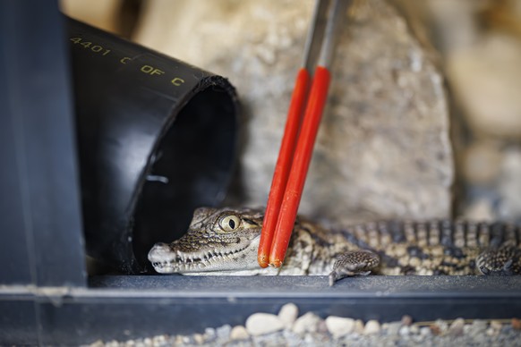 epa11405625 A young crocodile is handled inside a plastic tube as is is being prepared for shipping at Aquatis, Europe&#039;s largest freshwater aquarium-vivarium, in Lausanne, Switzerland, 12 June 20 ...