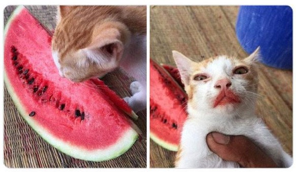 cute news animal tier katze cat

https://www.boredpanda.com/pets-caught-stealing-food/
