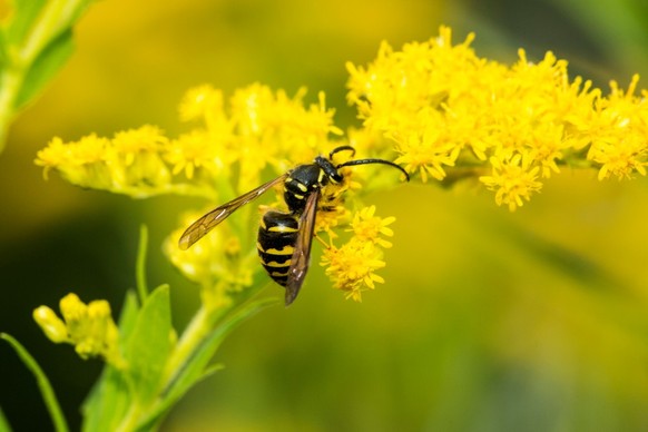 Wespen im Sommer 2022: Was kann man gegen Wespen tun?