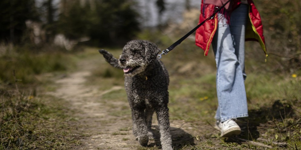 Im Wald um am Waldrand müssen ab heute alle Hunde an die Leine genommen werden, das ist Teil des neuen Hundegesetzes im Kanton Zürich. Rund 100 Rehe werden jedes Jahr von Hunden gerissen, besonders vi ...