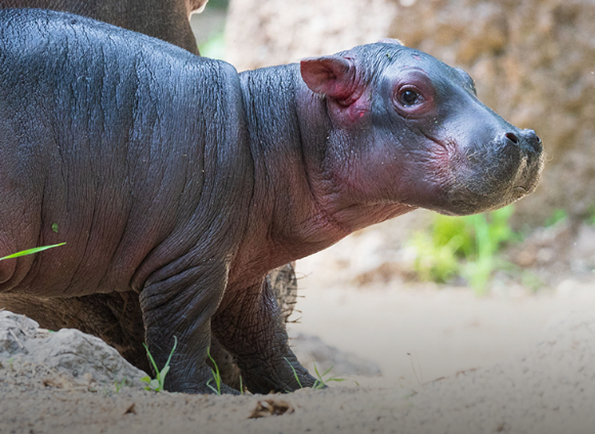 Zoo Basel