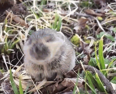 Animiertes GIF