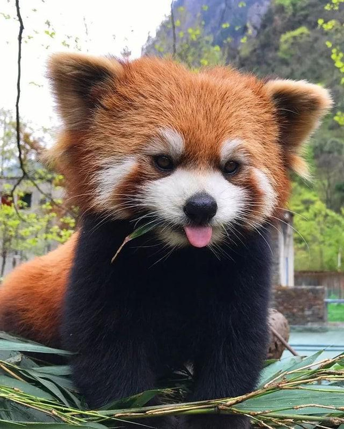 waschbär cute news animal tier

https://www.reddit.com/r/Animal/comments/r11mza/i_love_this_animal/