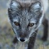 ArcticFox