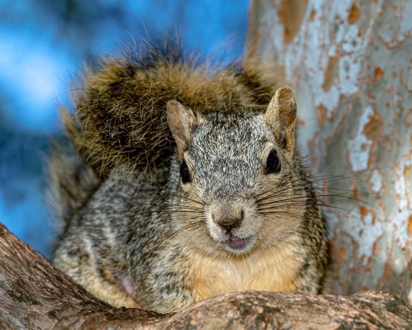 cute news animal tier squirrel eichhörnchen

https://www.reddit.com/r/squirrels/comments/uhhh31/sweet_mother_squirrel/