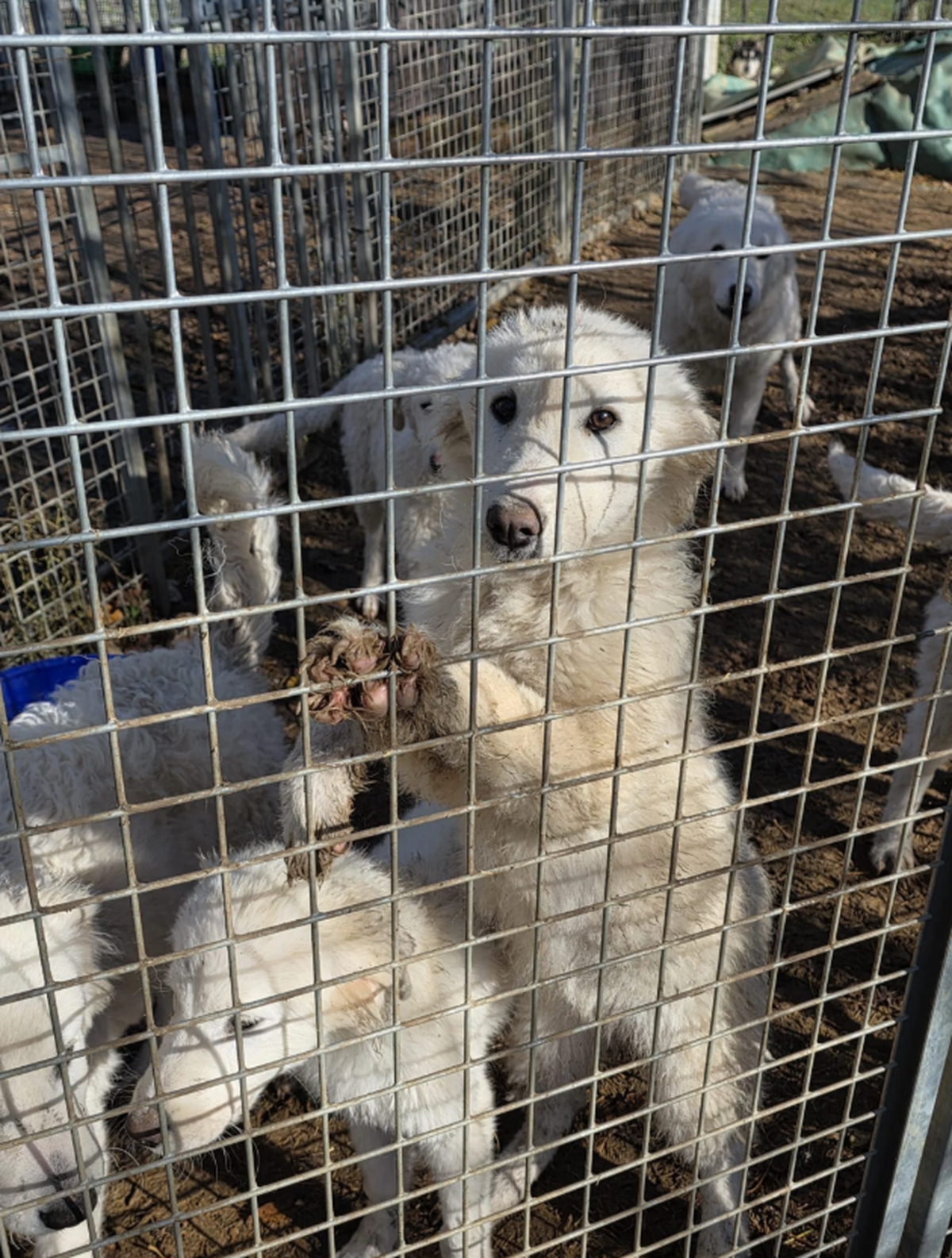 Ramiswil SO Hunde