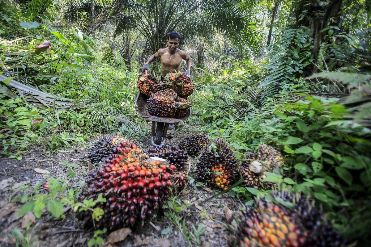 epa05651481 (41/42) An Indonesian worker harvests palm fruits at a palm oil plantation in Deli Serdang, North Sumatra, Indonesia, 16 September 2016. Indonesia is the world's largest producer of P ...