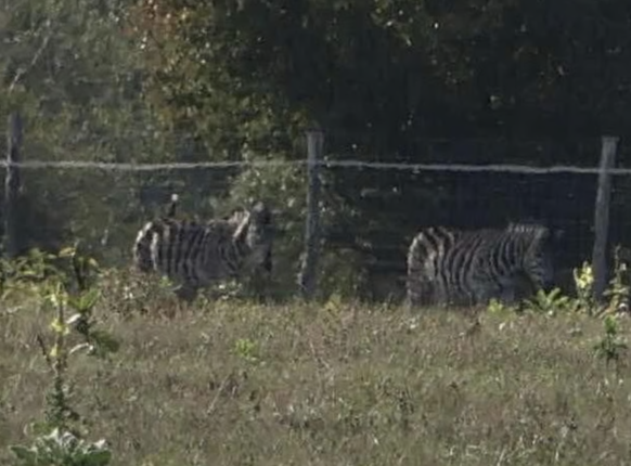 In Orbans Safari-Zoo grasen die Zebras.