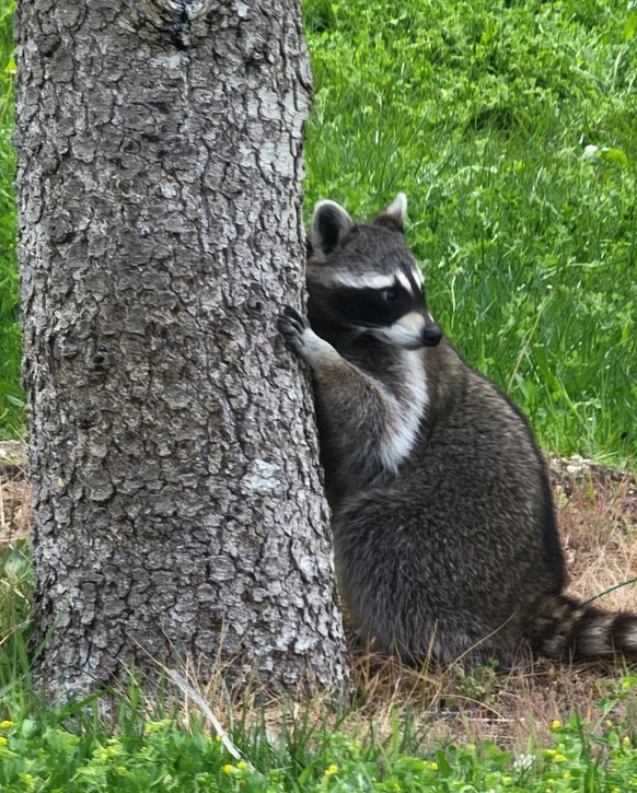 cute news tier waschbär raccoon

https://imgur.com/t/raccoon/jQ0x2AI