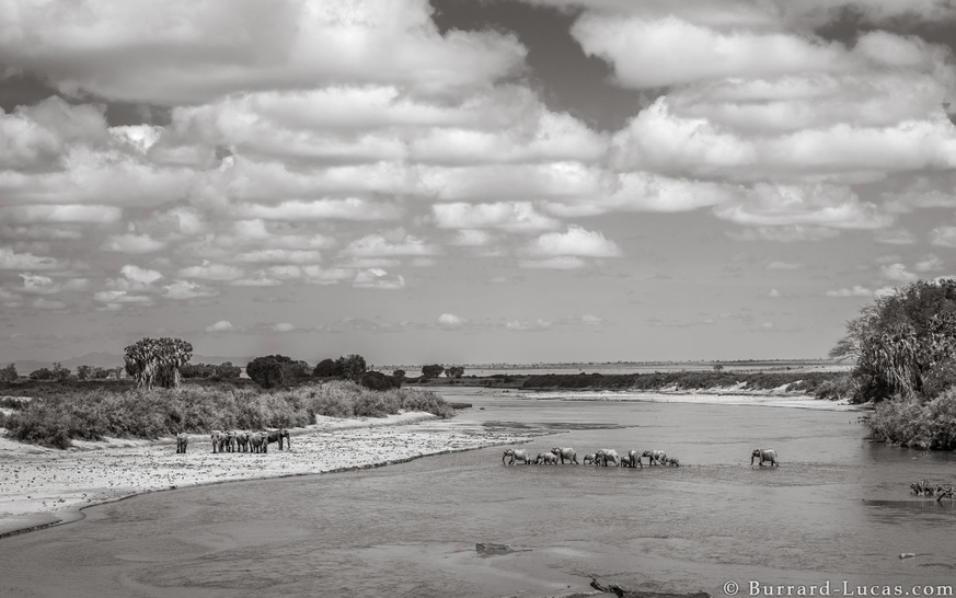 will burrard-lucas/tsavo trust and kenya wildlife service