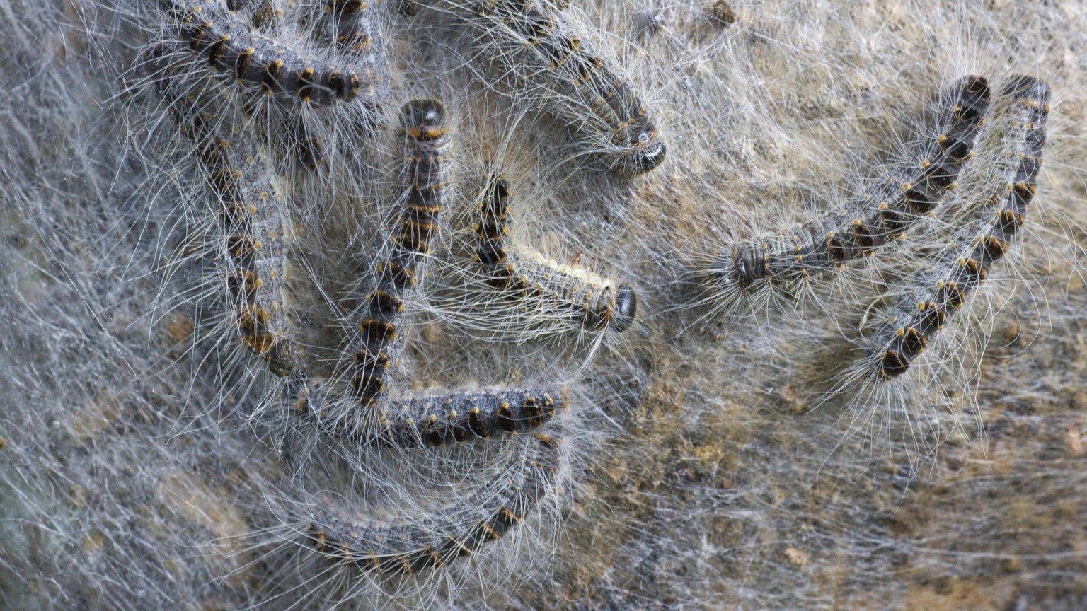 Nest von Eichenprozessionsspinner Thaumetopoea processionea am Baumstamm *** Nest from Oak Processionary Moth Thaumetopoea processionea on Tree trunk Copyright: imageBROKER/alimdix/xArterrax/xJohanxDe ...