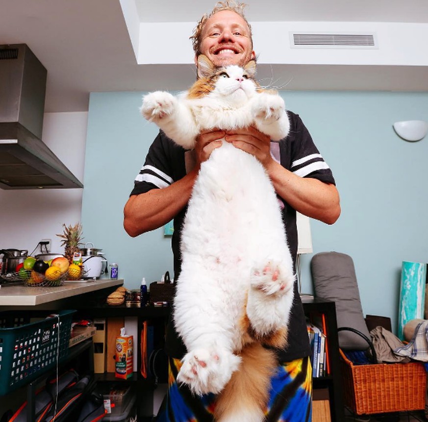 Wie Riesenkater Samson das Leben seines Menschen auf den Kopf stellt