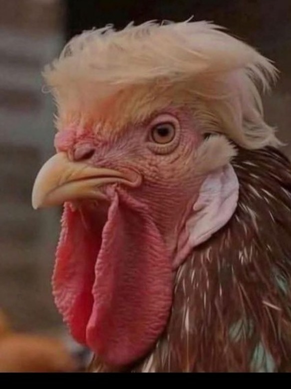 Trump ärgert sich grün und blau – der Karikaturen-Rückblick auf eine verrückte Woche\nAch und der ist mir diese Woche auch begegnet