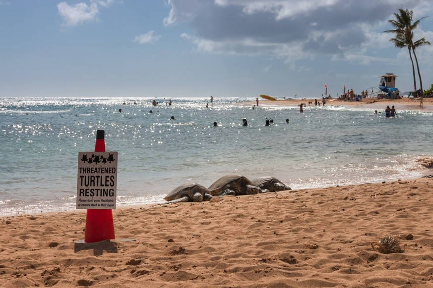 Hawaiianische Gr�ne Meeresschildkr�ten sonnen sich am Poipu Beach auf der Insel Kauai, Hawaii, USA. Three basking Hawaiian green sea turtles behind a warning sign at Poipu Beach on the island of Kauai ...