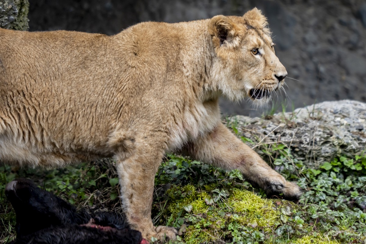 Ein Loewe streift durch sein Gehege bei der Eroffnung der Panthera-Anlage IM Zoo Zuerich, am Donnerstag, 27. Maerz 2025 in Zuerich. (KEYSTONE/Til Buergy)