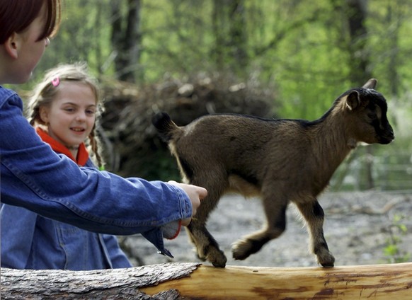 Schulkinder spielen am Mittwoch, 11. April 2001 im Tierpark Daehlhoelzli in Bern mit einer jungen Zwergziege. Insgesamt 11 Jungtiere wurden Ende Februar geboren, gezeugt vom Zwergziegenbock &#039;Stro ...
