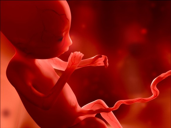 Pränatale Tests zur Bestimmung der Sexuallität sind kaum möglich: Embryo im 4. Schwangerschaftsmonat.&nbsp;