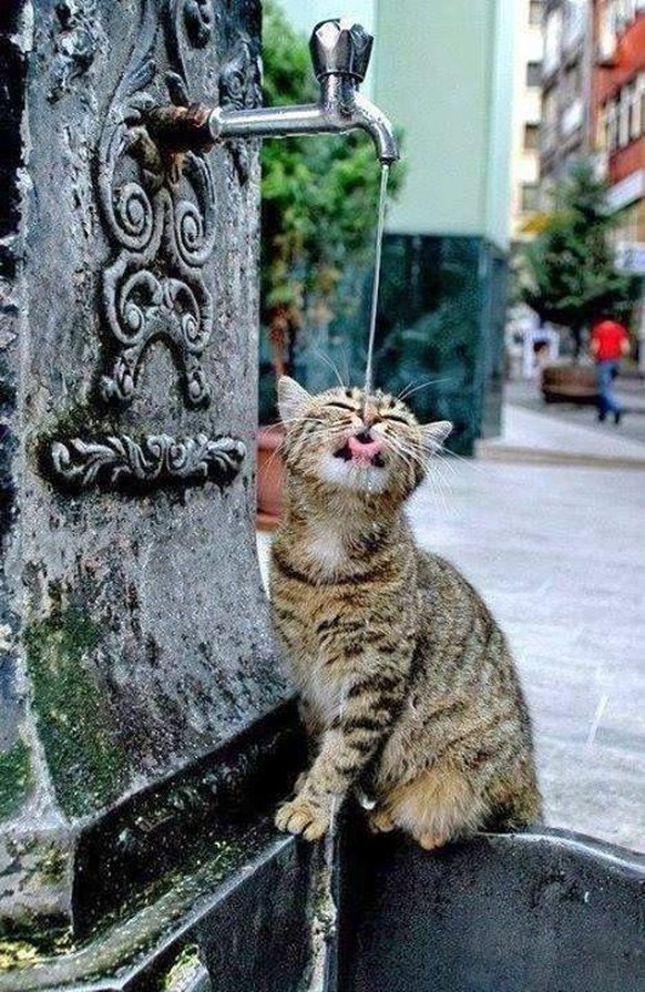 cute news animal tier katze am trinken wasser cat

https://www.reddit.com/r/animalsdrinking/comments/kp25l5/a_cat_drinking_from_a_water_fountain/