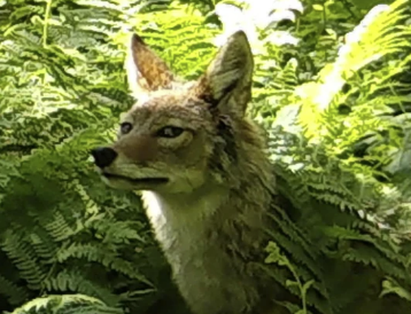 Lustige Tierbilder, aufgenommen mit einer Wildtierkamera