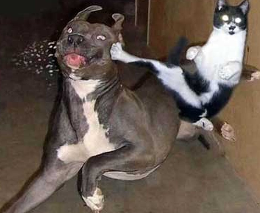 Diese Katzen zeigen ihren Hunden, wer der Chef im Haus ist
