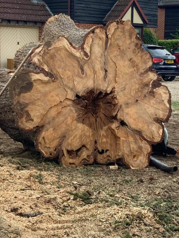 Der Baum, welcher in England stand, musste wegen Krankheit gefällt werden. Tatsächlich wurde er 215 Jahre alt. Kaum vorstellbar, wie viele Hunde da scho ran gepinkelt haben ...