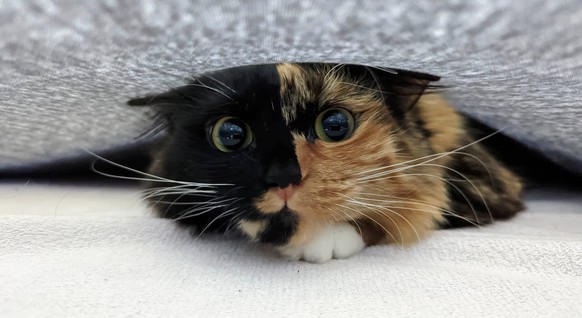 cute news animal tier katze cat

https://imgur.com/t/aww/LcOuAld